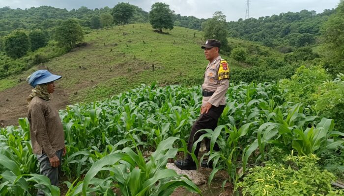 Dukung Ketahanan Pangan, Bhabinkamtibmas Desa Tarusa Pantau Pertumbuhan Lahan Jagung
