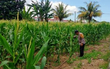 Polsek Labuapi Kawal Produktivitas Lahan Jagung di Lombok Barat