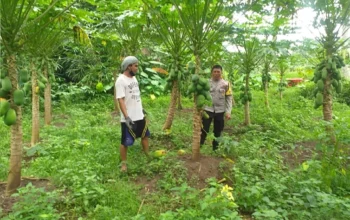 inergi Polri dan Petani dalam Pemanfaatan Lahan Kosong NTB