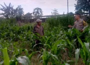 Sinergi Polri dan Petani Terong Tawah Wujudkan Swasembada Pangan