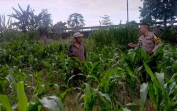 Sinergi Polri dan Petani Terong Tawah Wujudkan Swasembada Pangan