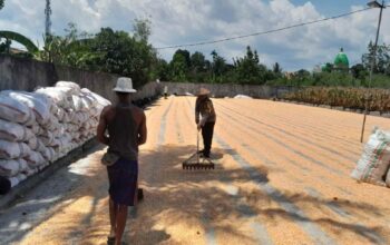 Sinergi Bhabinkamtibmas dan Petani Dasan Tapen Garap Lahan Produktif