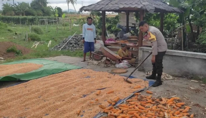 Polri Dampingi Petani Labuapi Percepat Swasembada Pangan