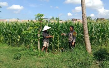 Bhabinkamtibmas Bagik Polak Barat Kawal Produktivitas Petani Lokal