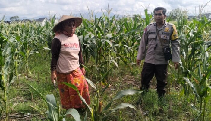 Polsek Labuapi Dampingi Petani Jagung Perkuat Ketahanan Pangan