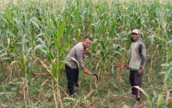 Polsek Labuapi Dampingi Petani Bagik Polak Barat Wujudkan Swasembada Pangan