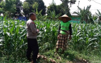 Aksi Bhabinkamtibmas Dampingi Petani Jagung di Bagik Polak Barat