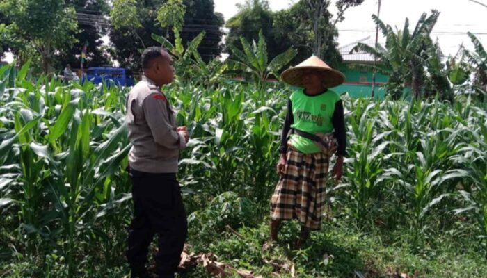 Polres Lombok Barat Kawal Swasembada Pangan di Labuapi