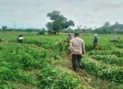 Sinergi Bhabinkamtibmas dan Petani Jagung di Desa Taman Ayu