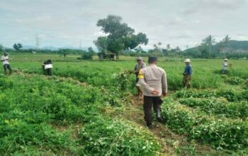 Sinergi Bhabinkamtibmas dan Petani Jagung di Desa Taman Ayu