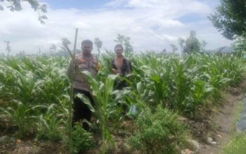 Bhabinkamtibmas Desa Beleka Monitor Lahan Pertanian di Gerung Pastikan Produktivitas