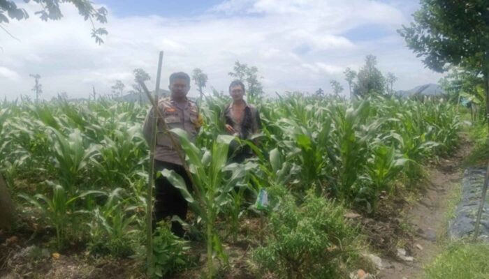 Bhabinkamtibmas Desa Beleka Monitor Lahan Pertanian di Gerung Pastikan Produktivitas