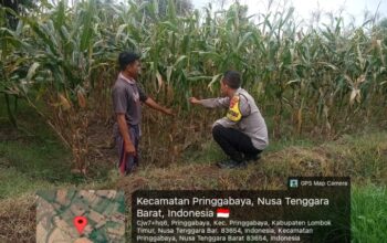 Bhabinkamtibmas Desa Pringgabaya Cek Lahan Jagung Warga di Subak Pade Girang II