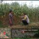 Bhabinkamtibmas Desa Pringgabaya Cek Lahan Jagung Warga di Subak Pade Girang II