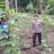 Bhabinkamtibmas Pusuk Lestari Sulap Lahan Tidur Jadi Produktif