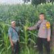 Polsek Manggelewa Pantau Lahan Jagung Warga Dukung Program Ketahanan Pangan Nasional