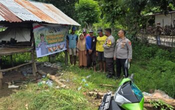 Polsubsektor Palibelo,Monitoring Pertumbuhan Jagung, Para Petani Keluhkan Batang Jagung Membusuk Akibat Tingginya Curah Hujan