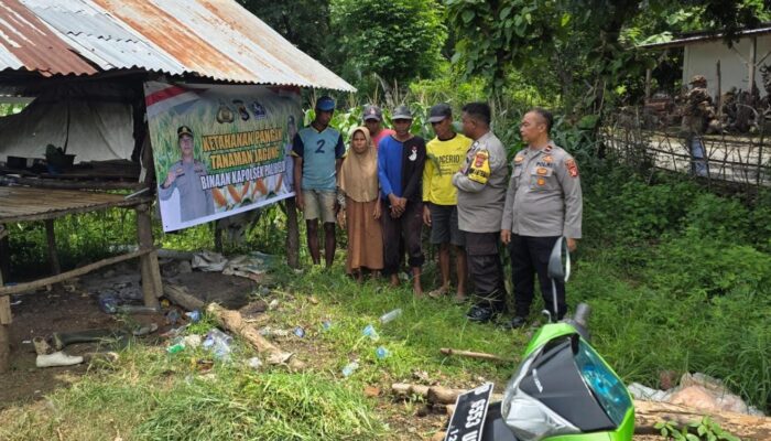 Polsubsektor Palibelo,Monitoring Pertumbuhan Jagung, Para Petani Keluhkan Batang Jagung Membusuk Akibat Tingginya Curah Hujan