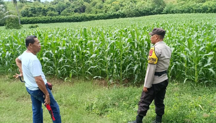 Perkuat Ketahanan Pangan, Bhabinkamtibmas Desa Tarusa Motivasi Petani Jagung Optimalkan Lahan