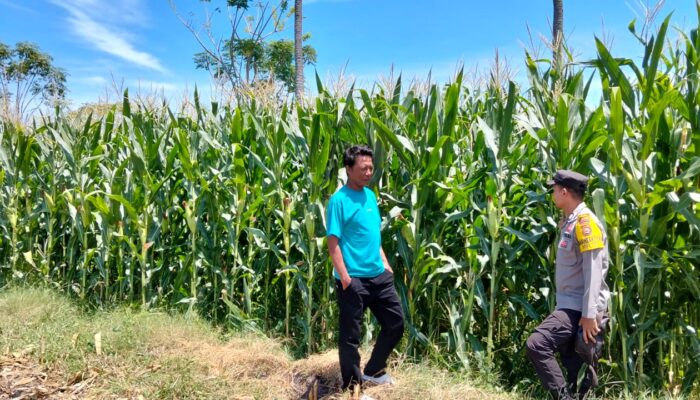 Bhabinkamtibmas Desa Lasi Pantau Lahan Jagung Warga, Dukung Program Ketahanan Pangan Nasional