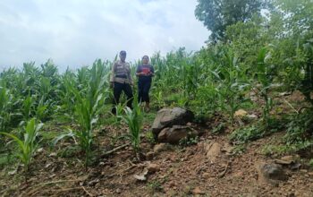Wujudkan Ketahanan Pangan Nasional, Bhabinkamtibmas Desa Tarusa Sambangi dan Beri Motivasi Petani Jagung