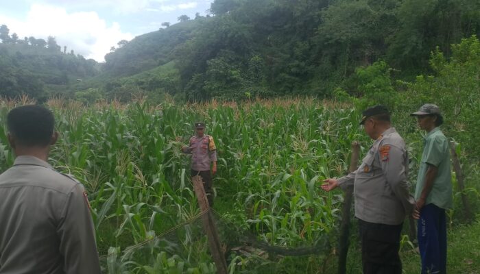 Bhabinkamtibmas Polres Bima Kota Laksanakan Pendampingan dan Pemantauan Tanaman Jagung Warga Binaan