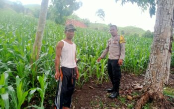 Bhabinkamtibmas Desa Woko Pantau Lahan Jagung Warga, Dukung Ketahanan Pangan Nasional Menuju Indonesia Emas