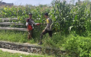 Bhabinkamtibmas Desa Songgajah Pantau Lahan Jagung Warga, Dukung Program Ketahanan Pangan Nasional Menuju Indonesia Emas 2045