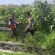 Bhabinkamtibmas Desa Songgajah Pantau Lahan Jagung Warga, Dukung Program Ketahanan Pangan Nasional Menuju Indonesia Emas 2045