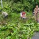 Respon Cepat Bhabinkamtibmas Bersama Warga Gotong Royong Bersihkan Pohon Tumbang