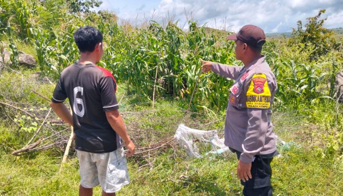 Bhabinkamtibmas Desa Dorokobo Pantau Lahan Jagung Warga, Dukung Ketahanan Pangan Menuju Indonesia Emas 2045