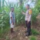 Wujudkan Ketahanan Pangan, Bhabinkamtibmas Desa Luk Beri Motivasi dan Edukasi Petani Jagung