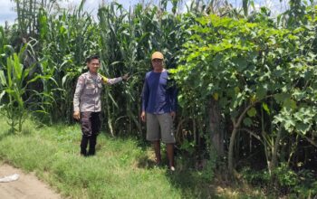 Bhabinkamtibmas Desa Songgajah Pantau Lahan Jagung Warga, Dukung Ketahanan Pangan Nasional Menuju Indonesia Emas 2045