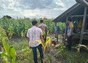 Kapolsek Jerowaru Bersama Bhabinkamtibmas Monitoring Progres Tanaman Jagung di Desa Sekaroh