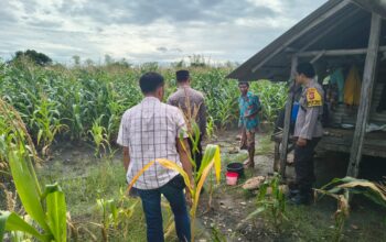 Kapolsek Jerowaru Bersama Bhabinkamtibmas Monitoring Progres Tanaman Jagung di Desa Sekaroh