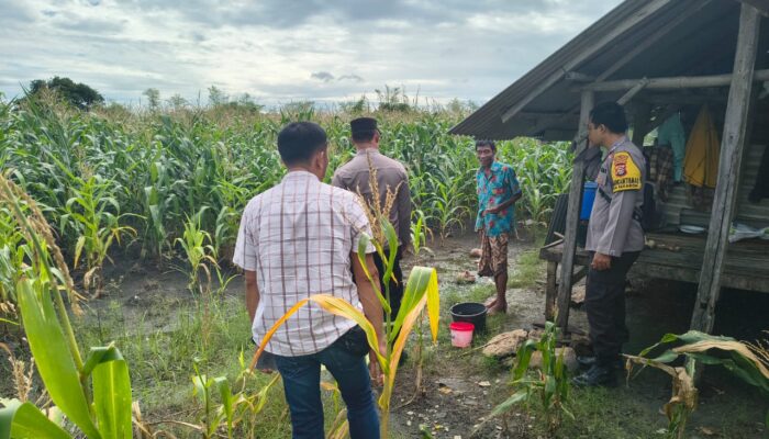 Kapolsek Jerowaru Bersama Bhabinkamtibmas Monitoring Progres Tanaman Jagung di Desa Sekaroh