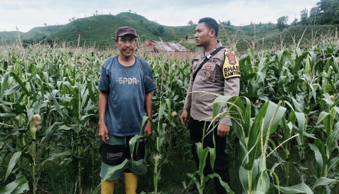 Bhabinkamtibmas Desa Adu Pantau Lahan Jagung Warga, Dukung Program Ketahanan Pangan Nasional Menuju Indonesia Emas