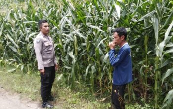 Bhabinkamtibmas Polsek Woja Pantau Lahan Jagung Warga Desa Matua, Dukung Ketahanan Pangan Nasional