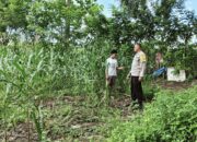 Bhabinkamtibmas Kandai Dua Pantau Lahan Jagung Warga, Dukung Ketahanan Pangan Menuju Indonesia Emas 2045