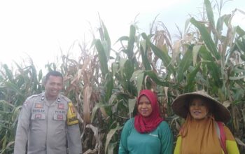Bhabinkamtibmas Desa Saneo Pantau Lahan Jagung Warga, Dukung Ketahanan Pangan Menuju Indonesia Emas 2045