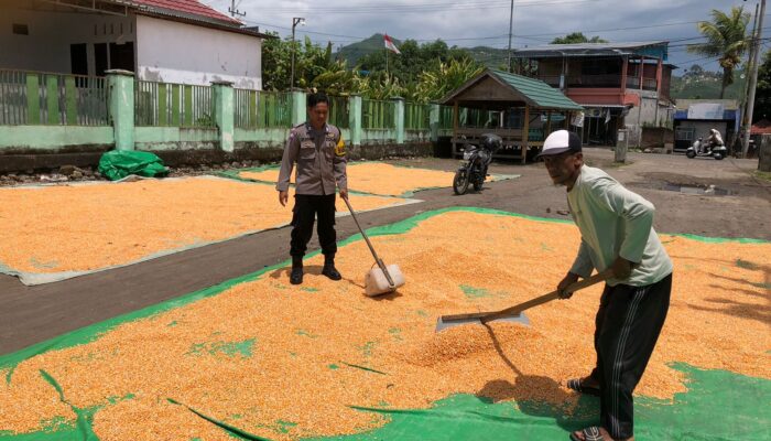 Dukung Ketahanan Pangan Nasional, Bhabinkamtibmas Desa O’o Pantau Penjemuran Jagung Warga