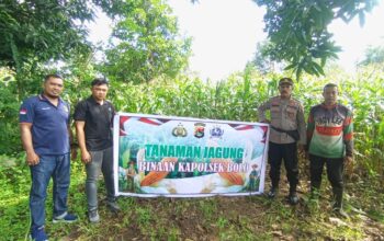 Sukseskan Ketahanan Pangan Nasional, Polsek Bolo Monitoring Pertumbuhan Jagung Kelompok Tani Binaan