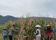 Wujud Nyata Dukungan Ketahanan Pangan, Polisi di Hu’u Dampingi dan Bantu Petani Panen Jagung