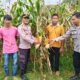 DUKUNG PROGRAM KETAHANAN PANGAN NASIONAL, POLSEK DOMPU PANTAU LAHAN JAGUNG WARGA DI DESA O’O