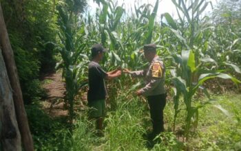 Bhabinkamtibmas Desa Rhee Pantau Langsung Pertumbuhan Jagung Hibrida Milik Warga