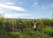 Bhabinkamtibmas Aktif Dampingi Petani, Polres Dompu Dukung Penuh Program Ketahanan Pangan Nasional