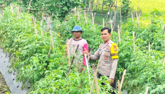 Bhabinkamtibmas Sakra Selatan Silaturahmi dan Monitor Program Ketahanan Pangan di Bagik Periduk
