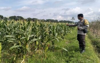 Polsek Labuapi Dampingi Petani Bagik Polak Perkuat Pangan