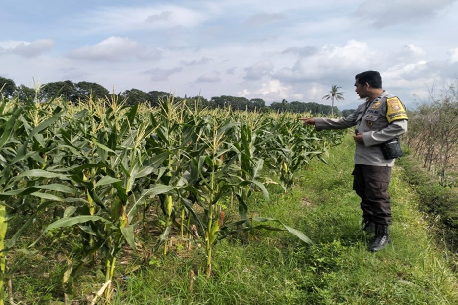 Polsek Labuapi Dampingi Petani Bagik Polak Perkuat Pangan
