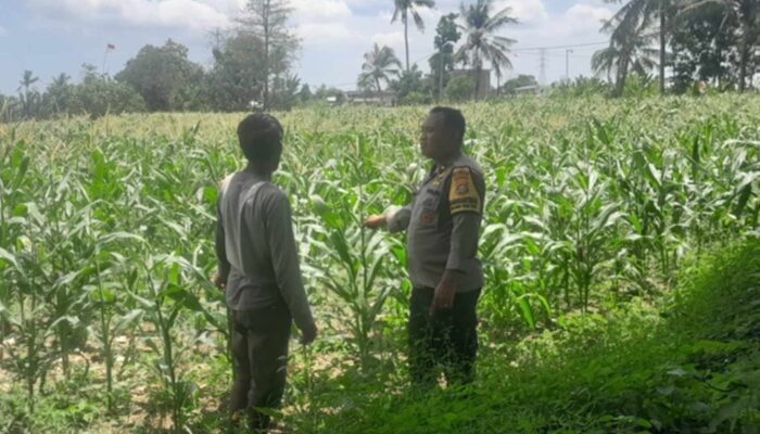 Polsek Labuapi Kawal Swasembada Pangan di Bagik Polak Barat